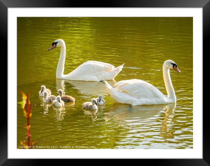 Serenity of a swan family Framed Mounted Print by Rowena Ko