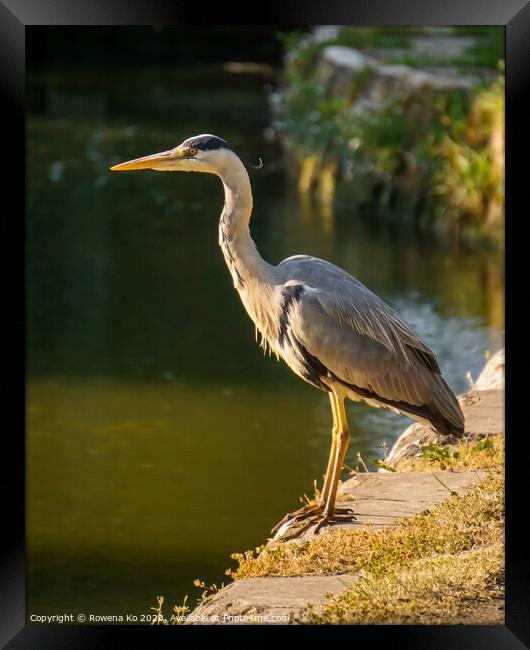 Serene Heron Standing by the canal's Edge Framed Print by Rowena Ko