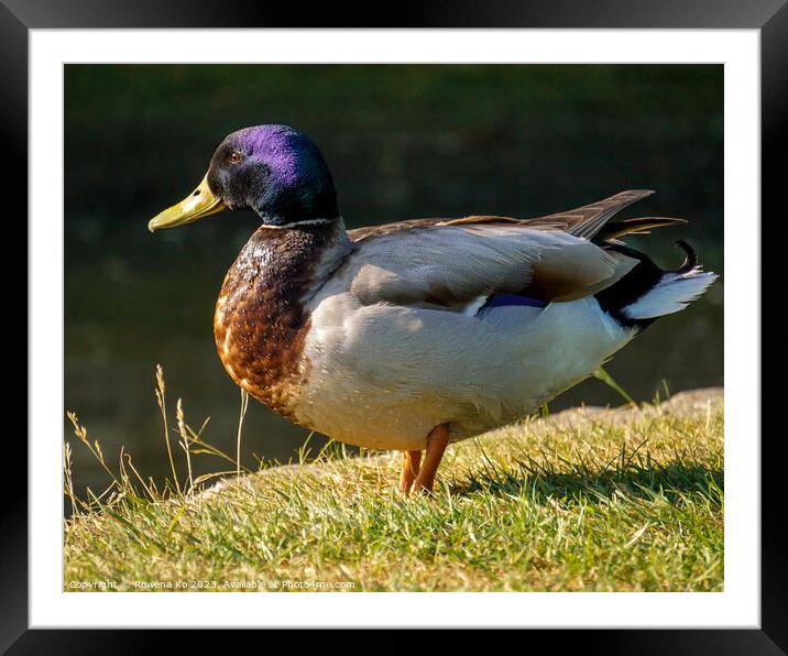 A graceful duck by the canal Framed Mounted Print by Rowena Ko