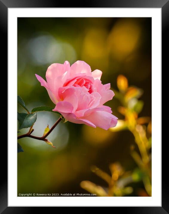 Delicate Beauty: Pink Rosy in golden sunlight  Framed Mounted Print by Rowena Ko