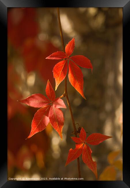 Red leaves in autumn bath  Framed Print by Rowena Ko