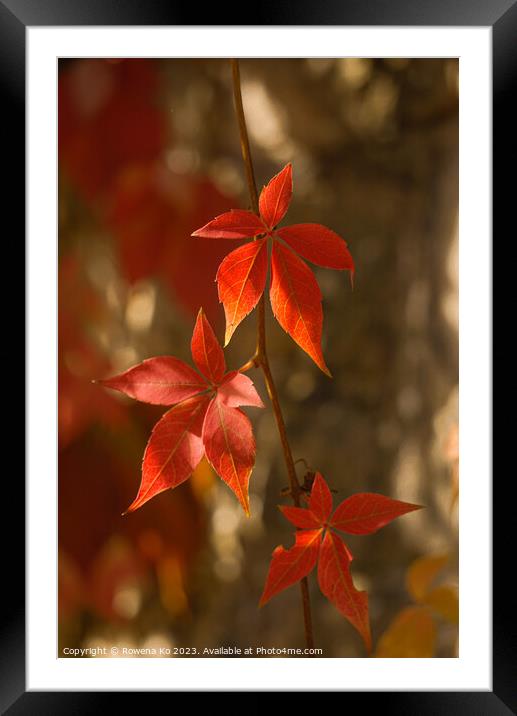 Red leaves in autumn bath  Framed Mounted Print by Rowena Ko