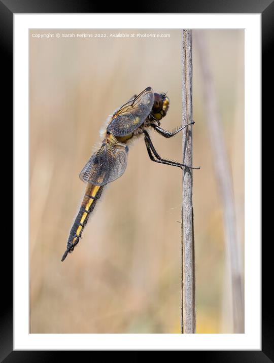 4 Spotted Dragonfly Framed Mounted Print by Sarah Perkins