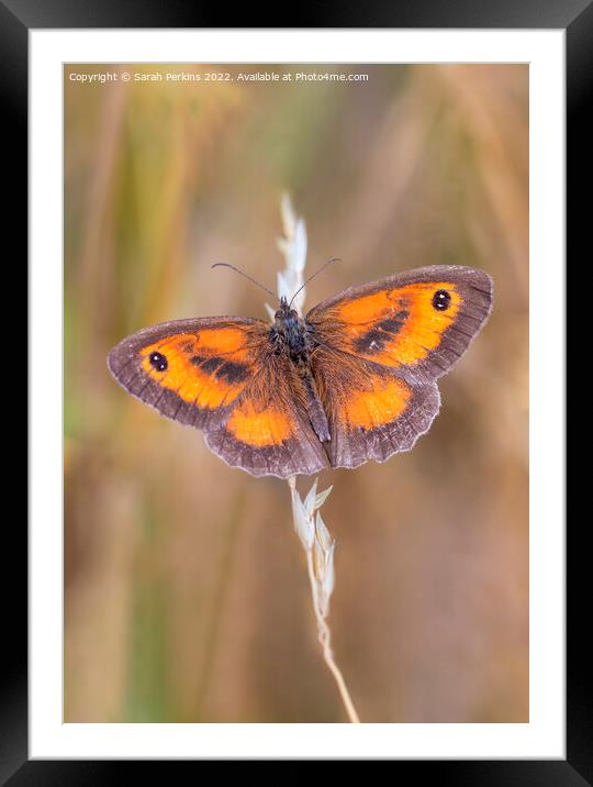 Gatekeeper butterfly Framed Mounted Print by Sarah Perkins