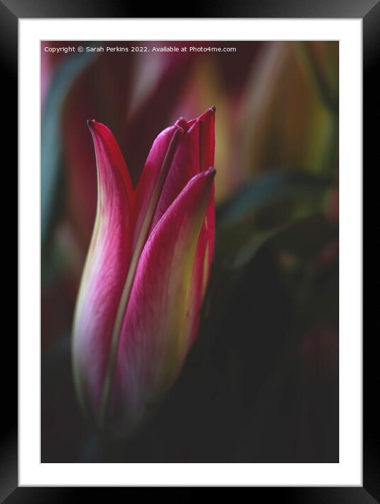 Lily bud Framed Mounted Print by Sarah Perkins