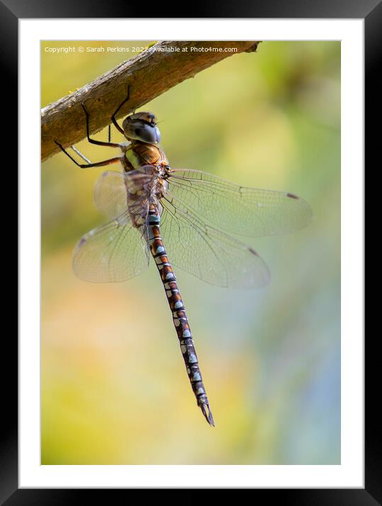 Migrant Hawker dragonfly Framed Mounted Print by Sarah Perkins