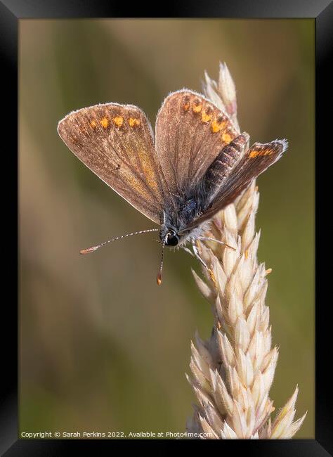 Brown Argus Butterfly Framed Print by Sarah Perkins