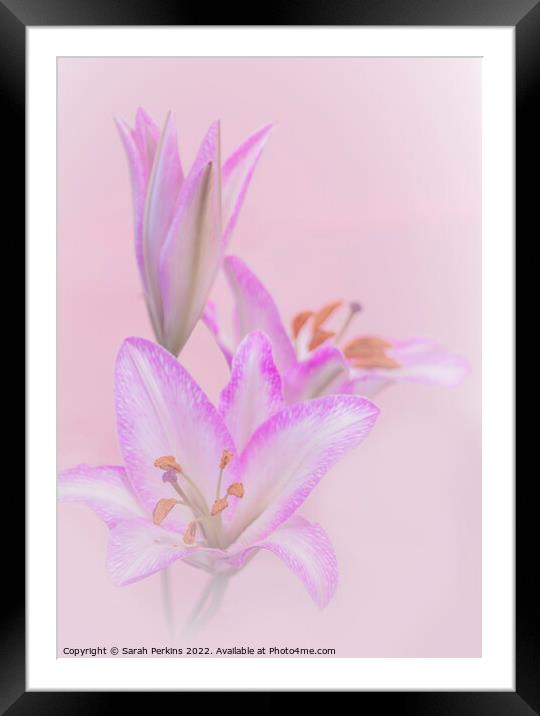 Pink Lilies Framed Mounted Print by Sarah Perkins