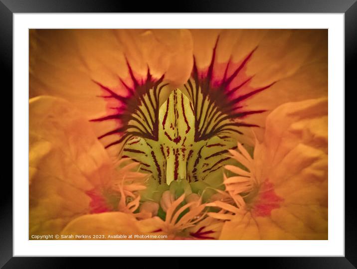 Into The Depths of Nasturtium. Framed Mounted Print by Sarah Perkins