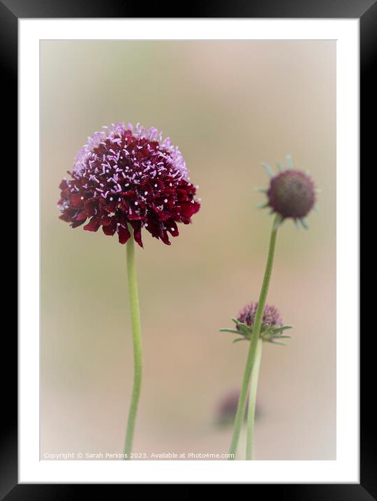Scabiosa Black Knight Framed Mounted Print by Sarah Perkins