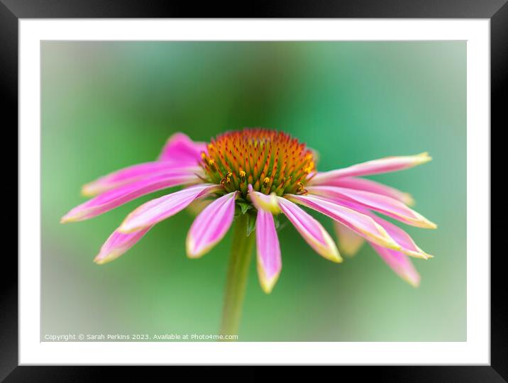 Pink Echinacea Framed Mounted Print by Sarah Perkins