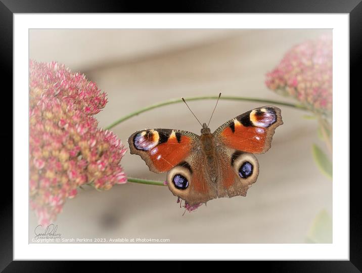 Peacock Butterfly Framed Mounted Print by Sarah Perkins