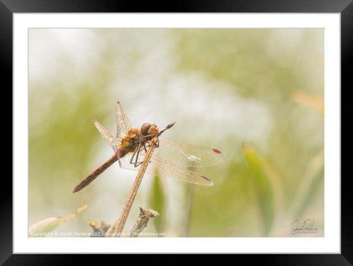 Waiting for Prey. Framed Mounted Print by Sarah Perkins