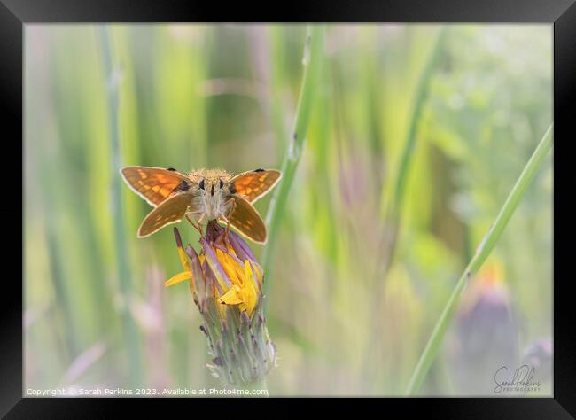 Large Skipper at Rest Framed Print by Sarah Perkins