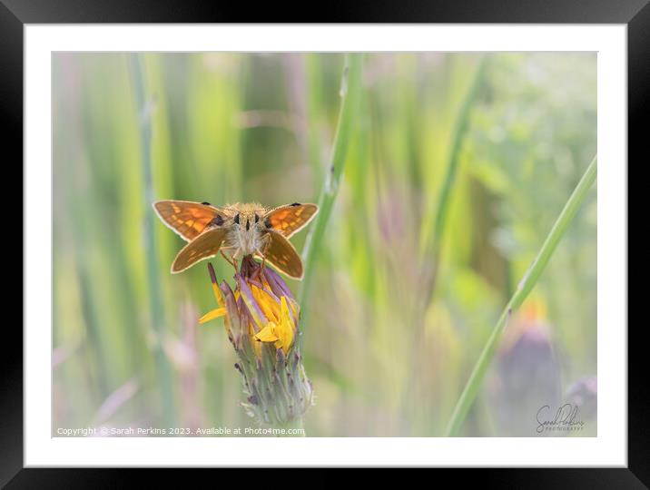 Large Skipper at Rest Framed Mounted Print by Sarah Perkins