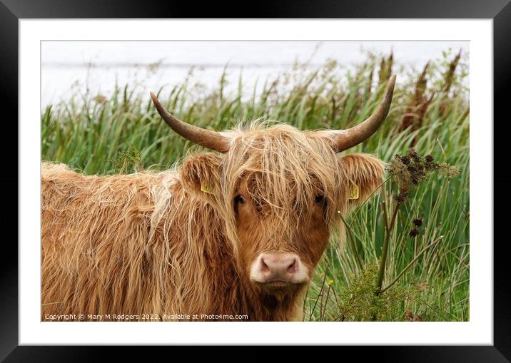 Highland Coo in the Rain Framed Mounted Print by Mary M Rodgers