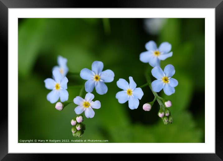 Forget-me-not. Framed Mounted Print by Mary M Rodgers
