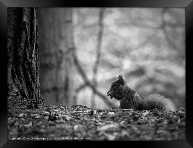 Squirrel B&W Framed Print by Mary M Rodgers