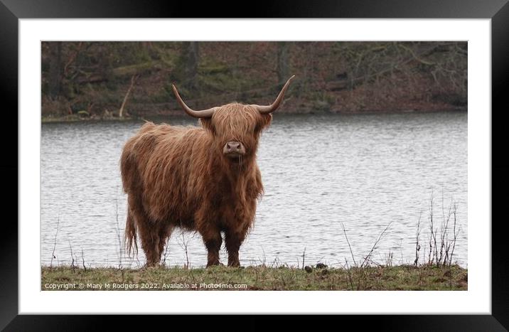 Highland Coo at the Loch Framed Mounted Print by Mary M Rodgers