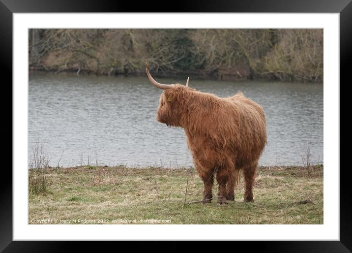 Highland Coo Scotland Framed Mounted Print by Mary M Rodgers