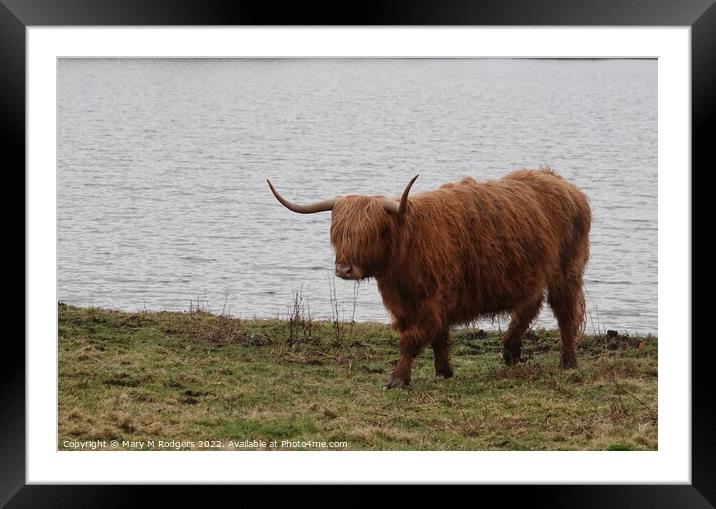 Highland Coo Scotland  Framed Mounted Print by Mary M Rodgers