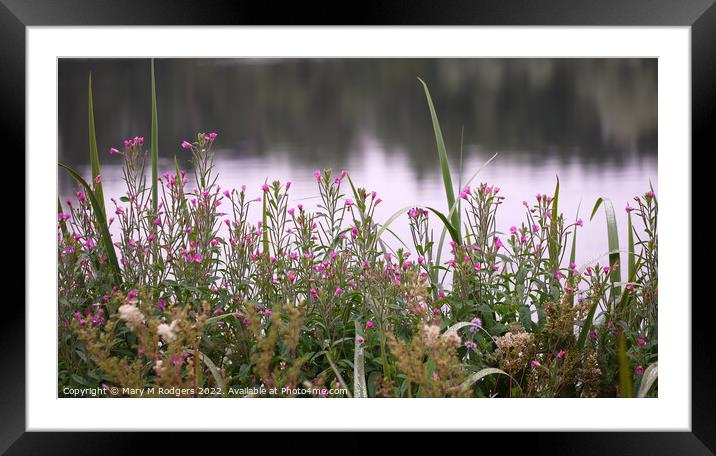 Hairy Willow-herb  Framed Mounted Print by Mary M Rodgers