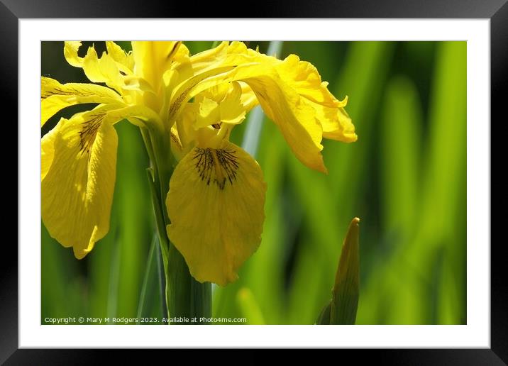 Wild Iris Framed Mounted Print by Mary M Rodgers