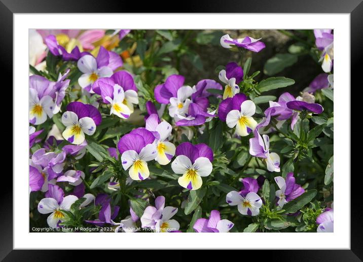Pansies Framed Mounted Print by Mary M Rodgers