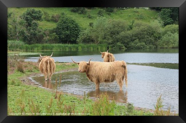 Coos in the Loch Framed Print by Mary M Rodgers