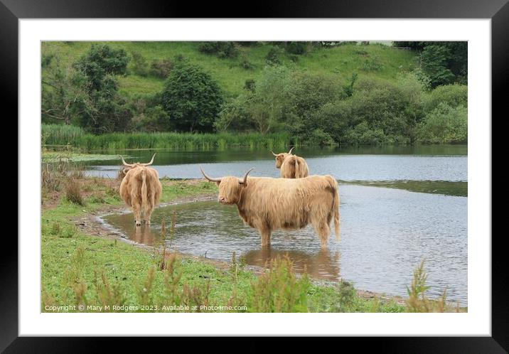 Coos in the Loch Framed Mounted Print by Mary M Rodgers