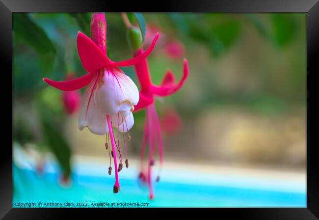 A close up of a Pink and White flower by the pool Framed Print by Anthony Clark
