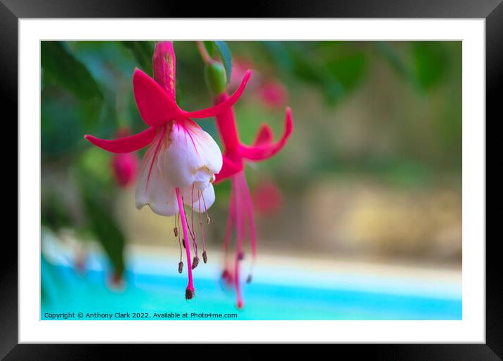 A close up of a Pink and White flower by the pool Framed Mounted Print by Anthony Clark