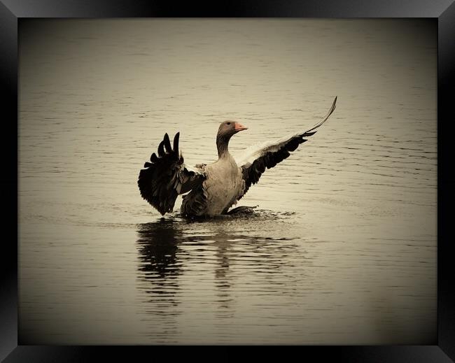 Goose Framed Print by Alan Gray