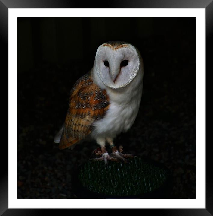 Barn owl Framed Mounted Print by Alan Gray