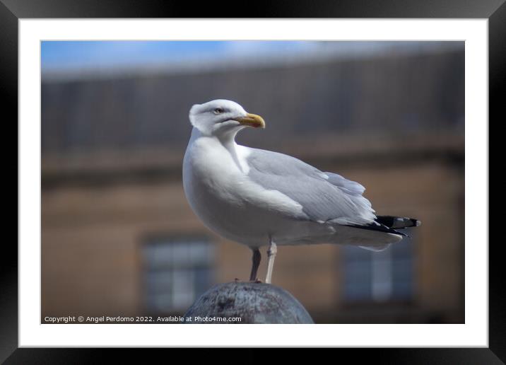 Dundonian Gull Framed Mounted Print by Angel Perdomo
