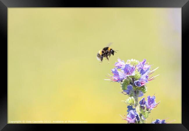 Hovering over flower  Framed Print by Gaia Casciello