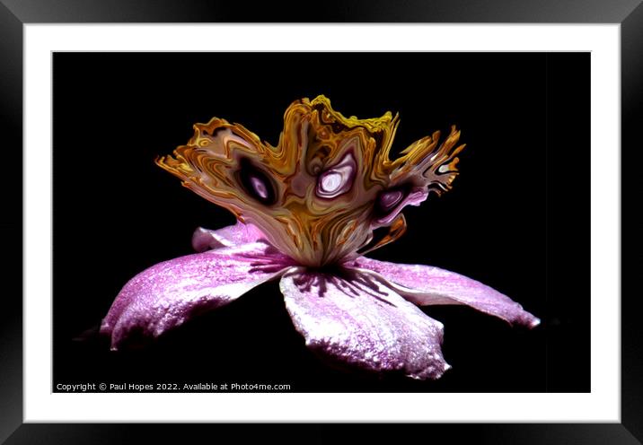 Clematis Splash Framed Mounted Print by Paul Hopes