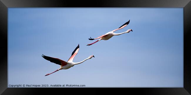 Flamingos in flight Framed Print by Paul Hopes