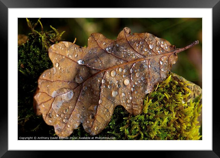 Oak Leaf on moss with water drops Framed Mounted Print by Anthony David Baynes ARPS
