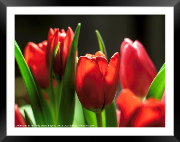 Red tulips in sun with dark background Framed Mounted Print by Anthony David Baynes ARPS