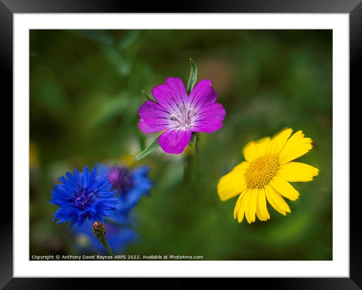 Blue cornflower, mauve geranium, and yellow daisy Framed Mounted Print by Anthony David Baynes ARPS