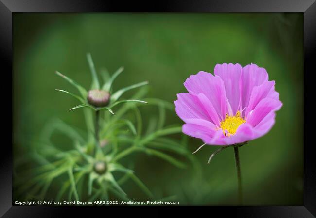 Cosmos in flower with buds and foliage. Framed Print by Anthony David Baynes ARPS