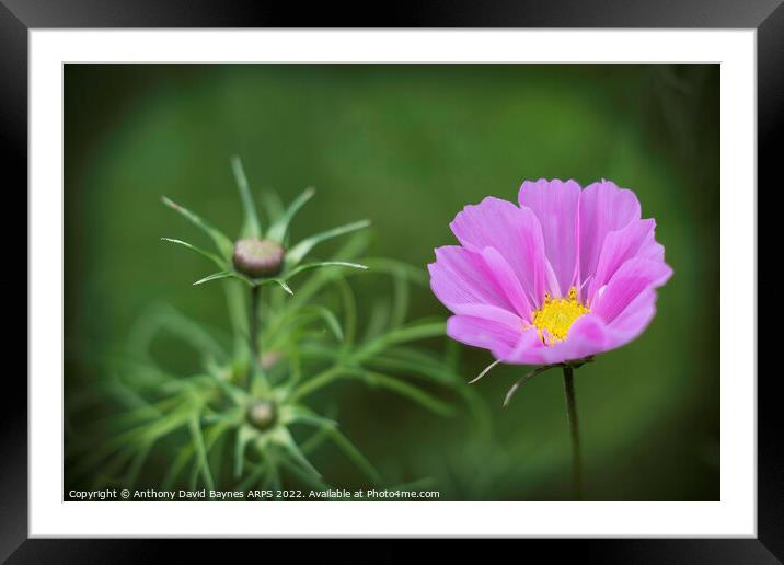 Cosmos in flower with buds and foliage. Framed Mounted Print by Anthony David Baynes ARPS