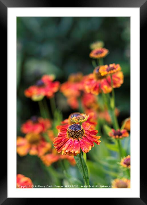 Red and orange Heleniums after rain. Framed Mounted Print by Anthony David Baynes ARPS