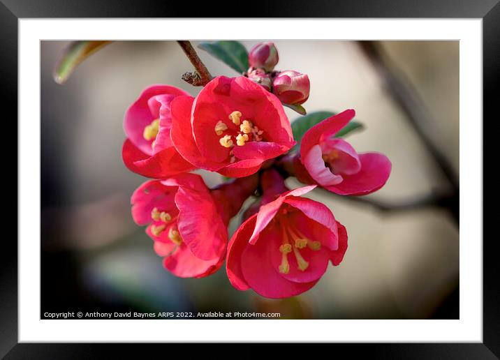Quince Blossom Framed Mounted Print by Anthony David Baynes ARPS