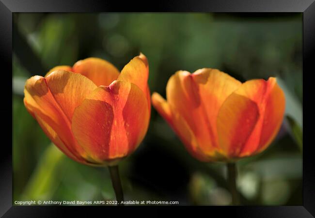 Pair of Orange tulips Framed Print by Anthony David Baynes ARPS