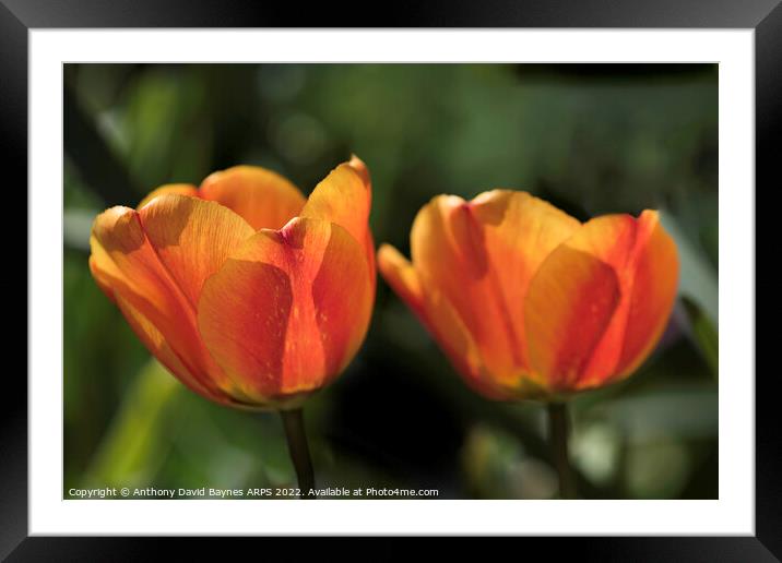 Pair of Orange tulips Framed Mounted Print by Anthony David Baynes ARPS