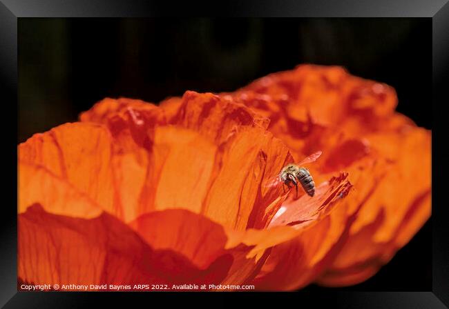 Orange Papaver Orientale Poppy with bee Framed Print by Anthony David Baynes ARPS