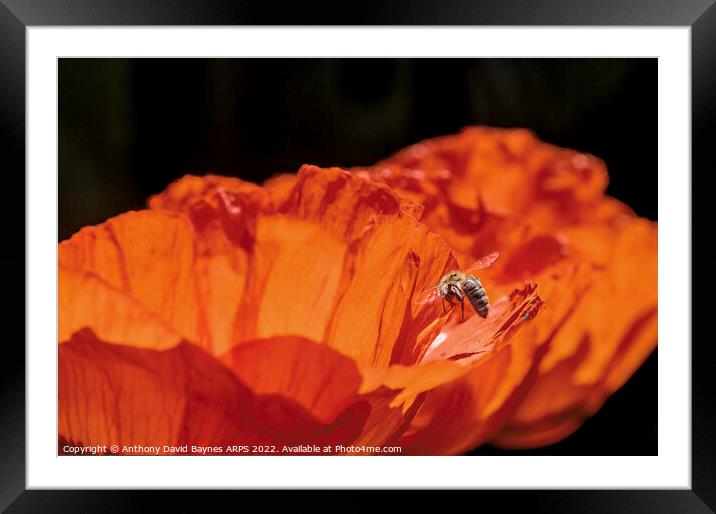 Orange Papaver Orientale Poppy with bee Framed Mounted Print by Anthony David Baynes ARPS