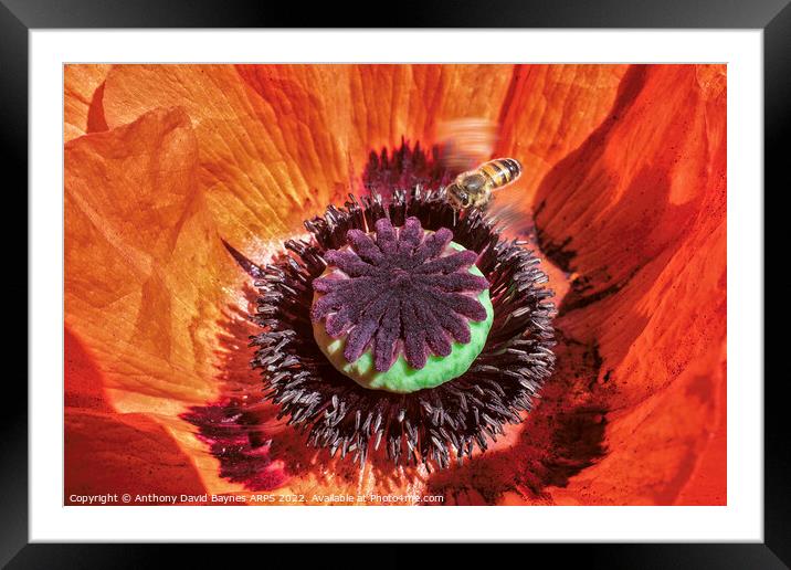 Orange Papaver Orientale Poppy with bee, close up. Framed Mounted Print by Anthony David Baynes ARPS